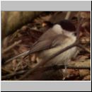 Parus palustris - Sumpfmeise 08.jpg